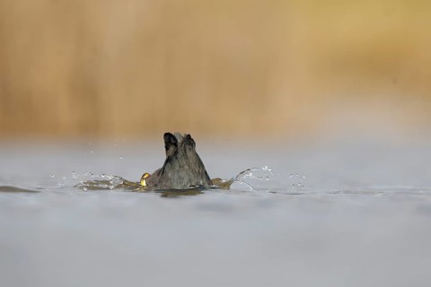 An European coot dives gracefully in the serene waters of Puebla de BeleÃ±a, Spain. Capturing the