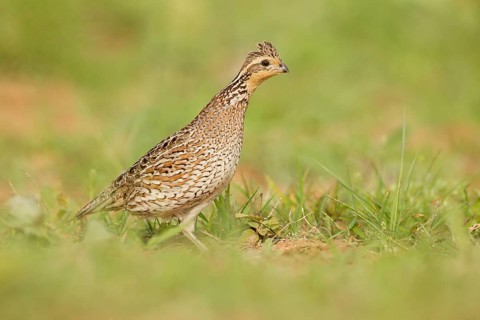 Northern Bobwhite (Colinus virginianus) female, Texas, USA