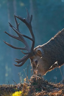 Red deer (Cervus elaphus), forest, backlight, red deer