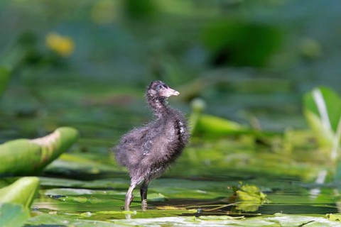 Common Moorhen (Gallinula chloropus) juvenile, Lower Saxony, Germany