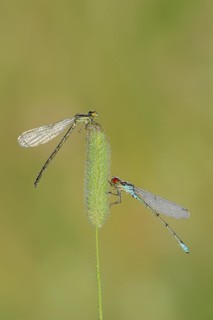 Small red-eyed damselfly (Erythromma viridulum), male and female with dewdrops, North