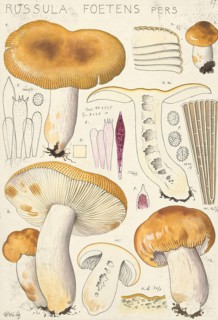 Mushroom, mushroom, stink pigeon, Russula foetens, authentic reproduction of an illustration by