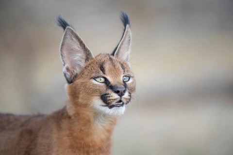 Caracal (Caracal caracal) portrait, Castile-La Mancha, Spain