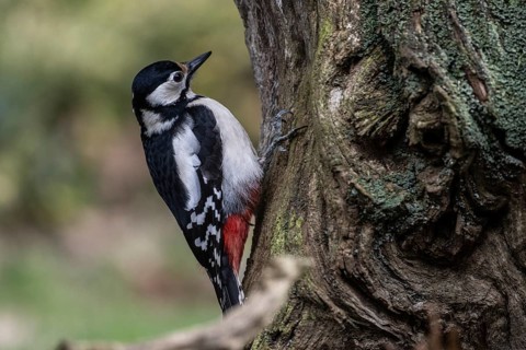Great spotted woodpecker (Dendrocopos major), Emsland, Lower Saxony, Germany