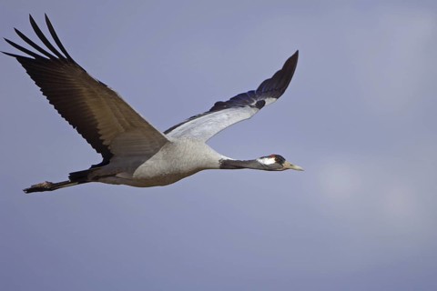 Common Crane (Grus grus) flying, Vaestergoetland, Sweden