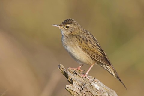 Field warbler, (Locustella naevia), Animals, Birds, Songbirds, Perching bird, Family of the whisker