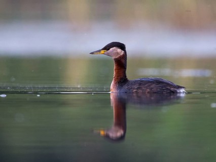 Red-necked Grebe (Podiceps grisegena), Mecklenburg-Western Pomerania, Germany