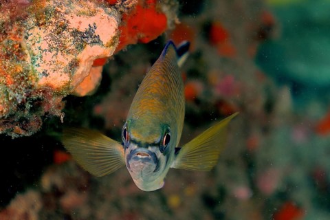 Atlantic monkfish (Chromis limbata)