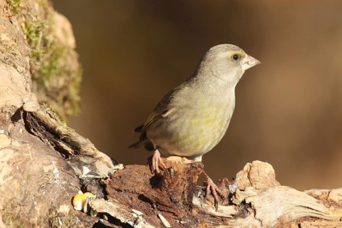 Greenfinch (Chloris chloris) at the winter feeding station in the forest, Allgäu, Bavaria, Germany