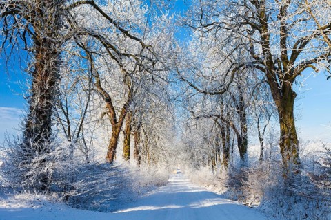 Chestnut tree avenue, (Aesculus hippocastanum), covered in frost and snow, in winter, with a clear