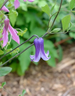 Clematis 'Rooguchi', Clematis integrifolia 'Rosea', Sachs Nursery, Federal Republic of Germany
