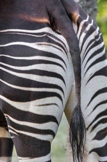 Okapi (Okapia johnstoni) native to the Congo in Central Africa, close-up of tail and striped