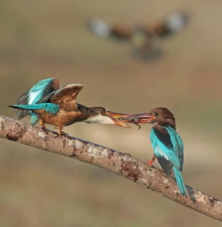White-throated Kingfisher (Halcyon smyrnensis) feeding chick, Penang, Malaysia