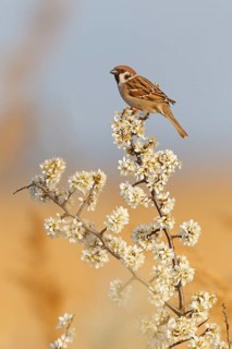 Eurasian Tree Sparrow (Passer montanus), Lake Neusiedl, Austria