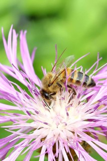 European honey bee (Apis mellifera), collecting nectar from a flower of the meadow knapweed or