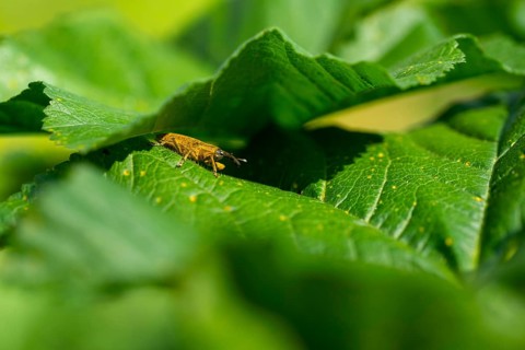 A close-up image of a weevil exploring the lush, textured surface of green foliage, showcasing the