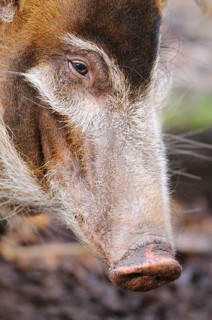 Detailed view of the snout of a pig with white and brown fur, brush-eared pig (Potamochoerus