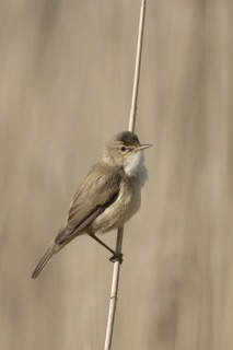 Eurasian reed warbler (Acrocephalus scirpaceus) male clinging to reed stem in reedbed, marshland in