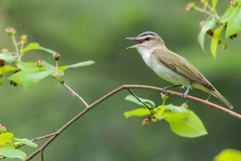 Red-eyed Vireo (Vireo olivaceus) perched on a branch in Ontario, Canada