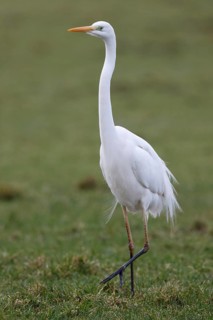 Great Egret (Ardea alba), Netherlands