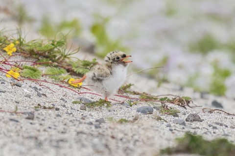 Arctic Tern (Sterna paradisaea) chick calling on ground, Iceland