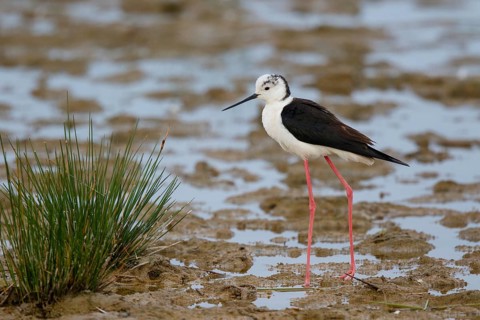 Black-winged Stilt (Himantopus himantopus) foraging, Spain