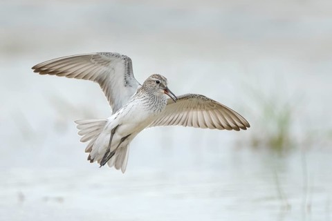 White-rumped Sandpiper (Calidris fuscicollis) flying, Texas, USA