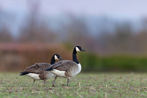 Canada Goose, Branta canadensis, Bernache du Canada, Barnacla Canadiense, Luisenpark, forest lake,