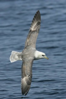Northern Fulmar (Fulmarus glacialis) flying, offshore, Germany