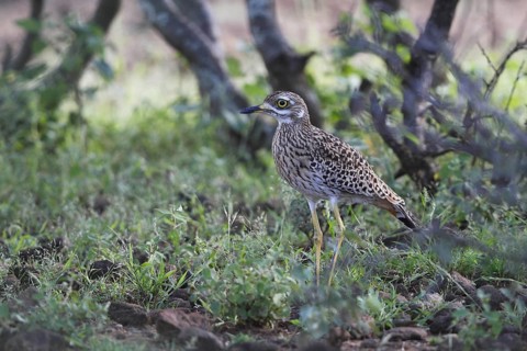 Spotted Thick- knee, Burhinus capensis