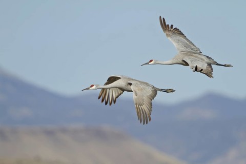 Sandhill Crane (Antigone canadensis) flying, New Mexico, USA