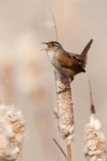 Marsh Wren (Cistothorus palustris) singing, British Columbia, Canada
