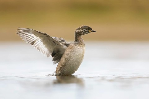 Australasian Grebe (Tachybaptus novaehollandiae) young flapping, Victoria, Australia