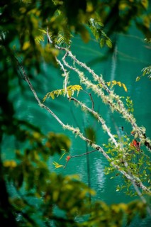 Mossy branches, vegetation, nature, in the Australian rainforest, Lake Eacham, Atherton tablelands,