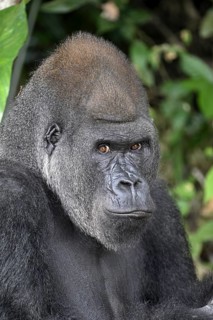 Western lowland gorilla (Gorilla gorilla gorilla) in the Réserve Lésio-Louna nature reserve, near