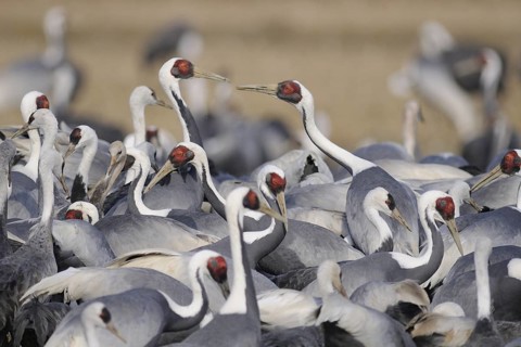 White-naped Crane (Antigone vipio), Arasaki, Japan