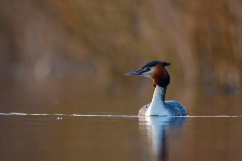 Great Crested Grebe (Podiceps cristatus), North Rhine-Westphalia, Germany