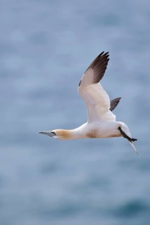 Northern gannet (Morus bassanus) flying over the sea, wildlife, Helgoland, Germany