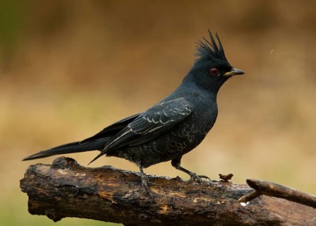 Juvenile male Phainopepla