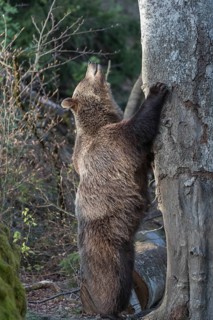 One adult female eurasian brown bear (Ursus arctos arctos) standing erected left of a tree with a
