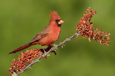 Northern Cardinal (Cardinalis cardinalis) male, Texas, USA