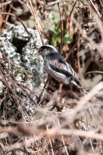 Long-tailed Tit (Aegithalos caudatus) at the nest, North Rhine-Westphalia, Germany