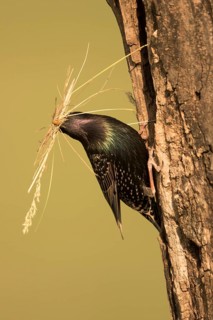 Common Starling (Sturnus vulgaris) at nest hole with nesting material in beak, Serbia