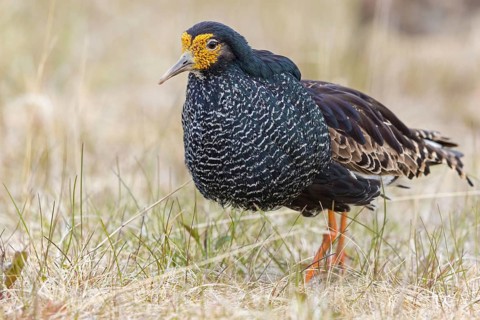 Ruff, (Philomachus pugnax), animals, birds, plumage during mating season, snipe bird, courtship,