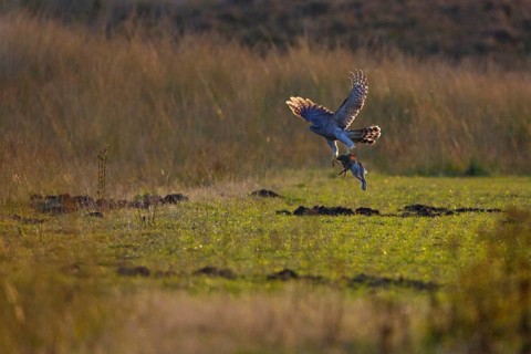 Northern Goshawk (Accipiter gentilis) male, Hoge Veluwe, Netherlands