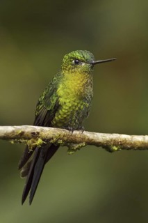 Golden-breasted Puffleg (Eriocnemis mosquera), Ecuador
