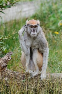 Western hussar monkey (Erythrocebus patas patas), captive, occurring in western and central Africa