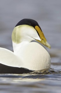Common Eider (Somateria mollissima) male, Manitoba, Canada