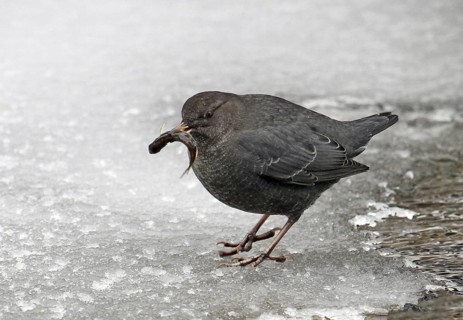 American Dipper (Cinclus mexicanus), Alberta, Canada