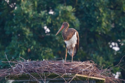 Black Stork (Ciconia nigra) juvenile in nest, North Rhine-Westphalia, Germany